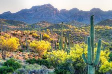 sonoran-desert.jpg
