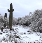 desert_snow.jpg
