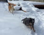 Dogs-winter.JPG