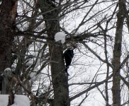 Pileated in ST gorge.jpg
