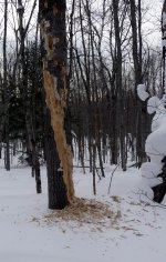 Pileated tree, mud lake.jpg