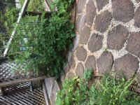 Outside shower garden.jpg