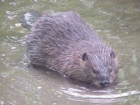 beaver1.jpg