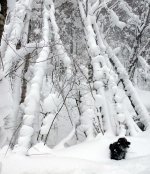 gromitdeepsnow70.jpg
