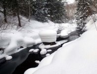snowmushrooms96.jpg