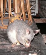 marmalade + mum4 (507 x 600).jpg