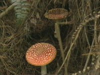 IMGA0713.JPG
