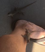 lizardBeggars.jpg lizardBeggars.jpg