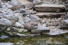 IMG_2168.JPG