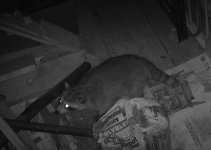 IMG_0009-1~2.JPG