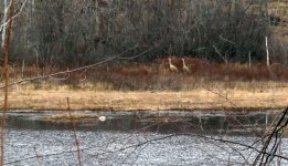 sandhillcranes83.jpg