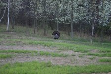 869716-Img_7266.jpg