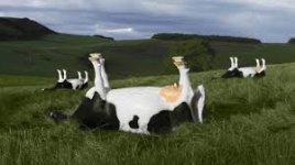 cow tipping.jpg