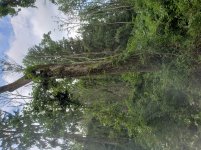 TreeFall1_20200806_130316.jpg