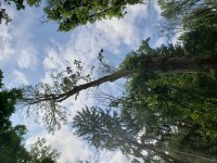 treefallfull20200806_130811.jpg