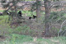 mama bear and 2 of 3 cubs.jpg