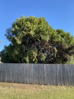 Evergreen Bush after being trimmed with SunJoy Polesaw 11022020 (4).jpeg