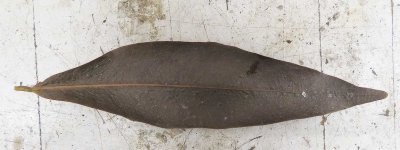 BurntLeaf.jpg