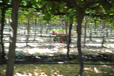 Burro on the move_1_small.jpg