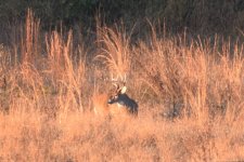 Buck2.jpeg