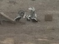 Stray Kitties -20201102.jpg