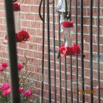 IMG_9245.JPG