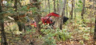 not_a_deere_in_woods.jpg