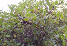 glossybuckthorn-100.jpg