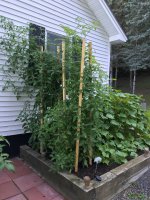 Tomato Plants 2020.jpg