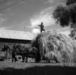 hay stack.png