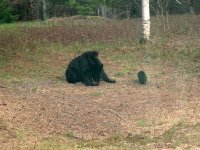 SowAndCubs.JPG