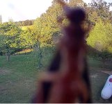 BuggedCam.JPG