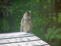 Owl 8.jpg