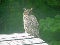 Owl 1.jpg