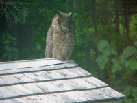 Owl 6.jpg