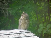 Owl 9.jpg