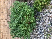 bush.jpg