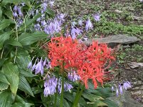 IMG_6695.JPG