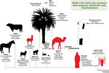 image1camel.jpg