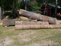 10-3-20 Beautiful Huge Red Oak Logs.jpg