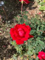 IMG_0125.JPG