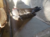 bird20200919_095134.jpg