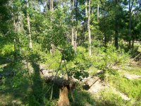 8-7-20 Neighbors Dead Trees.jpg 8-7-20 Neighbors Dead Trees.jpg