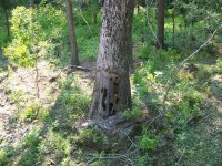 8-7-20 Neighbors Dead Oak Tree.jpg