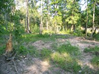 8-7-20 Dead Trees Pushed Over.jpg 8-7-20 Dead Trees Pushed Over.jpg