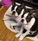 Dogs...what a pair!.jpg