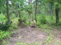 8-17-20 More Pushed Over Dead Trees.jpg