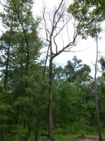 8-17-20 Dead Oak Tree.jpg