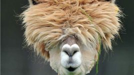 badhairday.jpg
