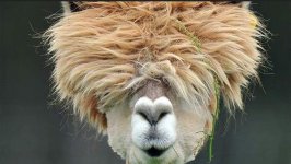 bad hair day.JPG
